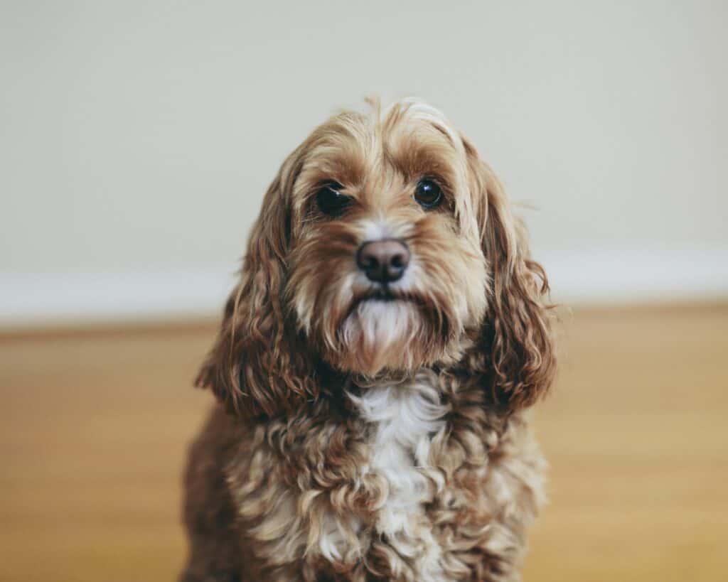 A Cockapoo Mixed Breed Dog, A Cocker Spaniel Poodle Cross, A Family Pet With Brown Curly Coat