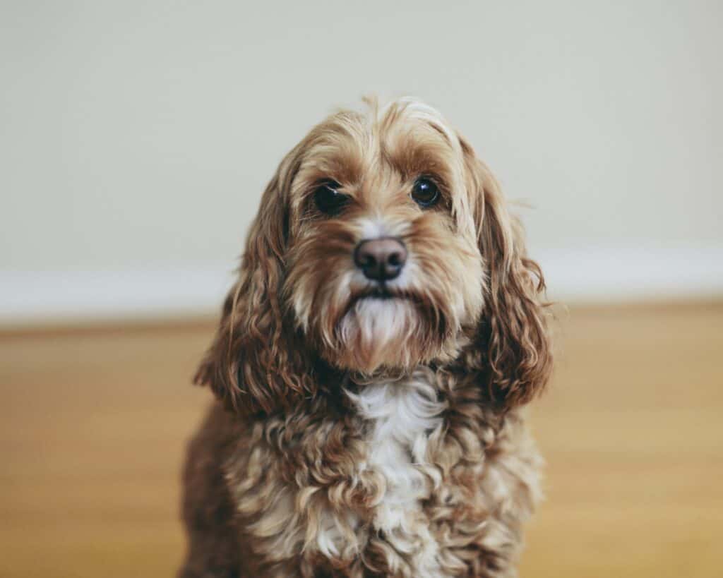 Cockapoo