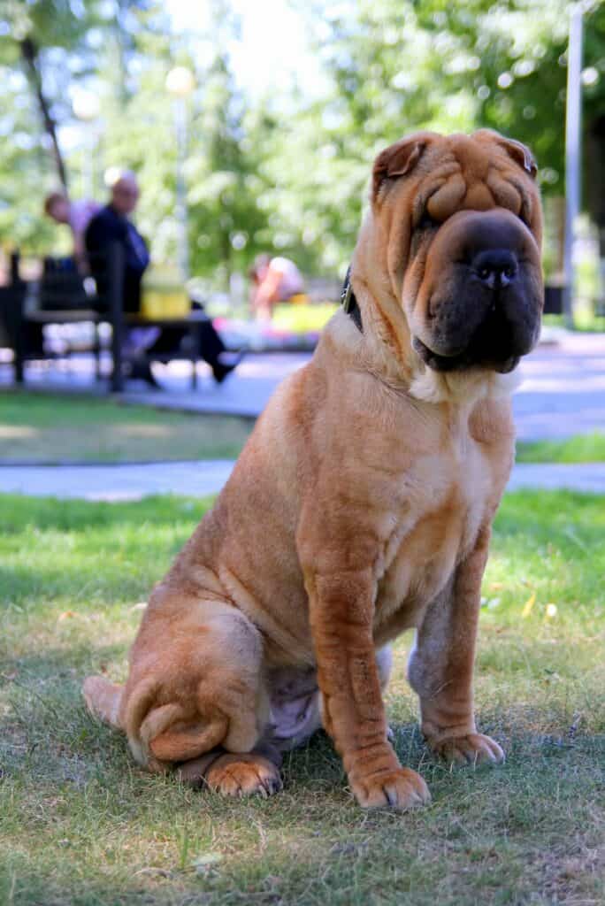 Shar-Pei