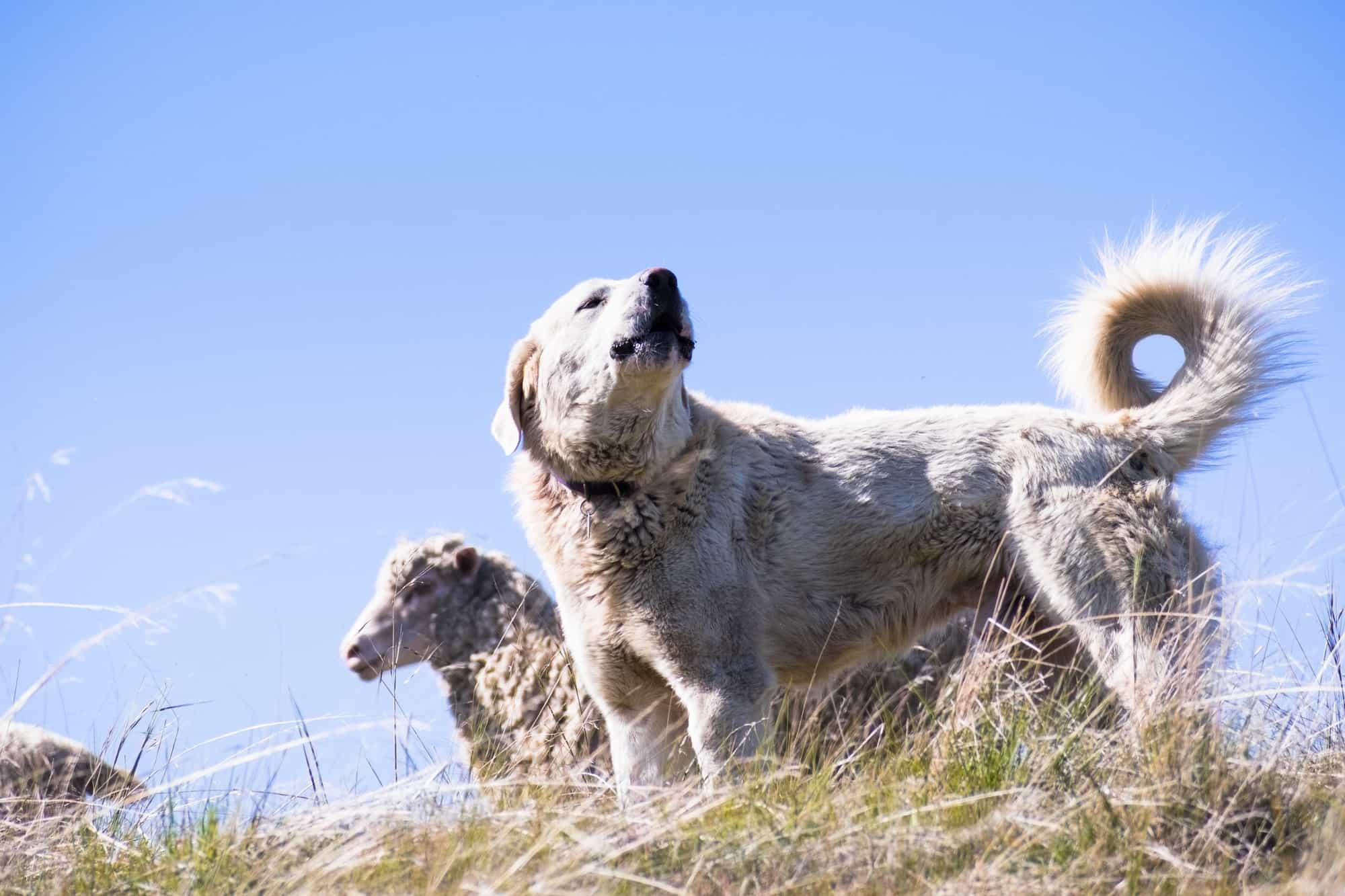 Witte Akbaş-Hond