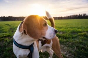 Beagle Dog On Rural Area. Rsunset In Nature