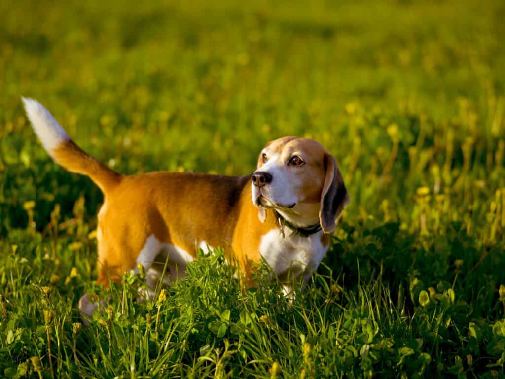 Beagle Hunting Dog For A Walk In The Field
