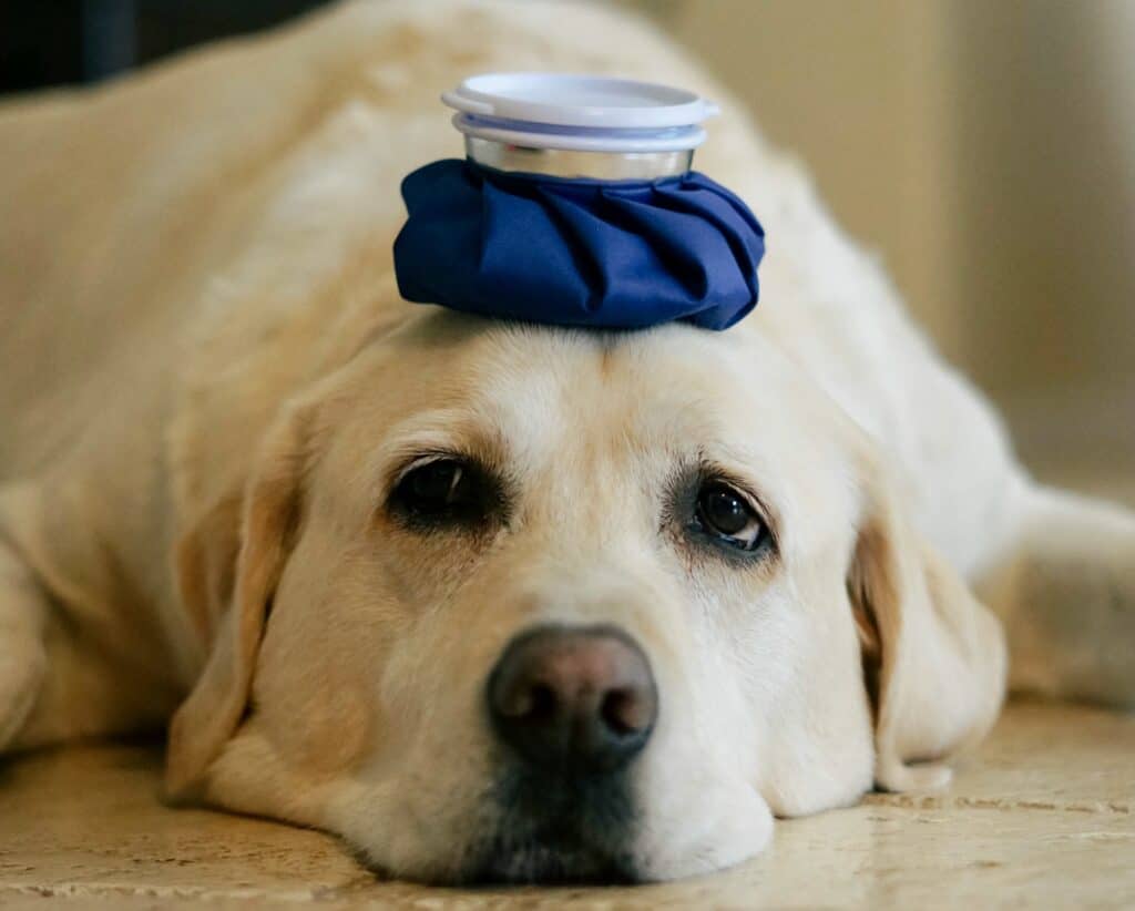 Blue ice pack on a sick dog’s head