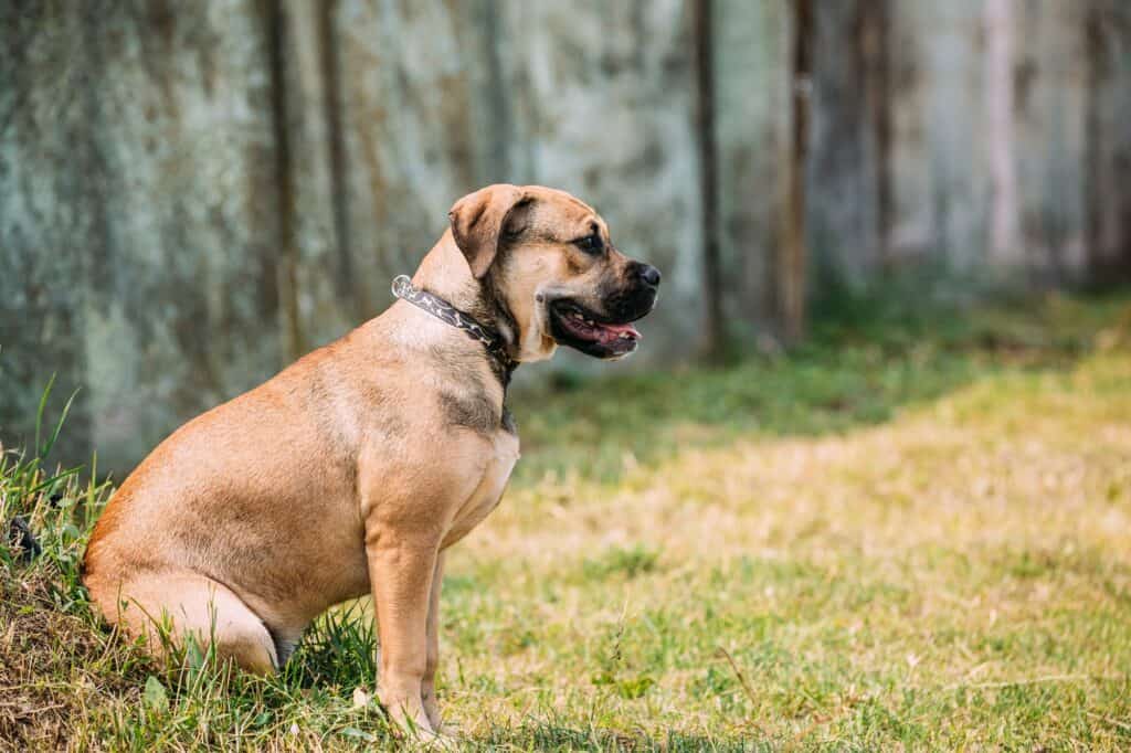 Perro-De-Presa-Canario-Hond