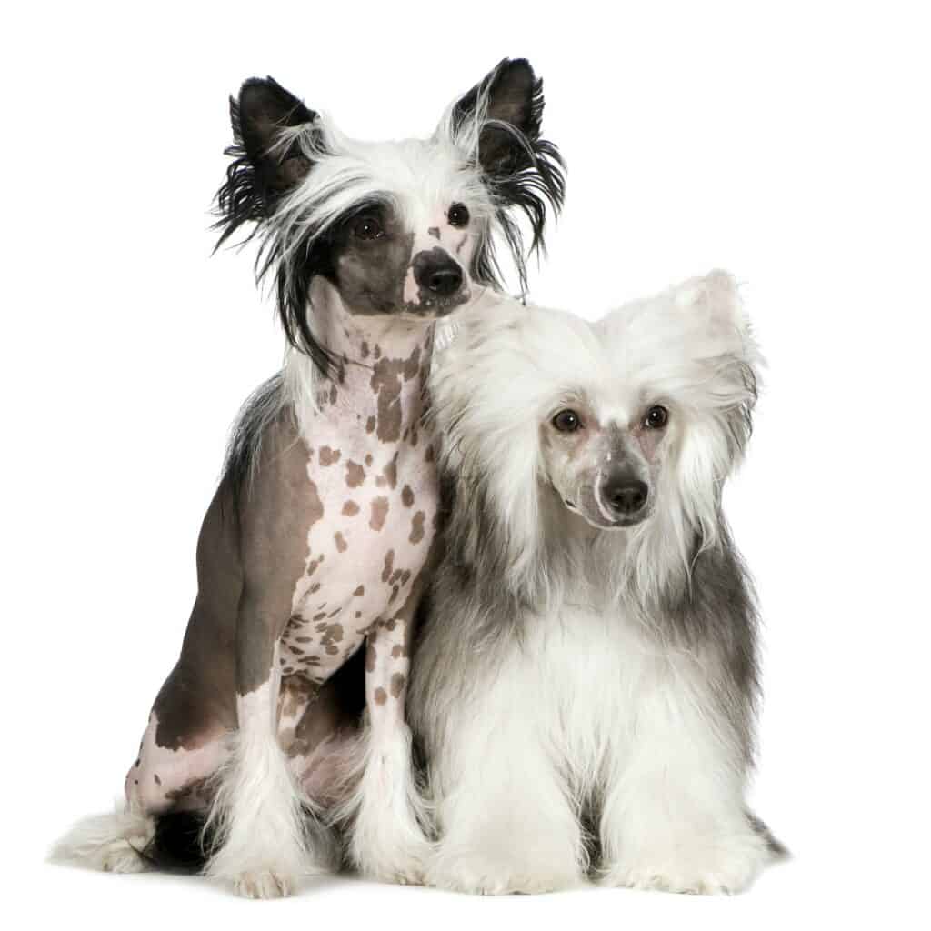 Chinese-Gekuifde-Naakthond-Hond