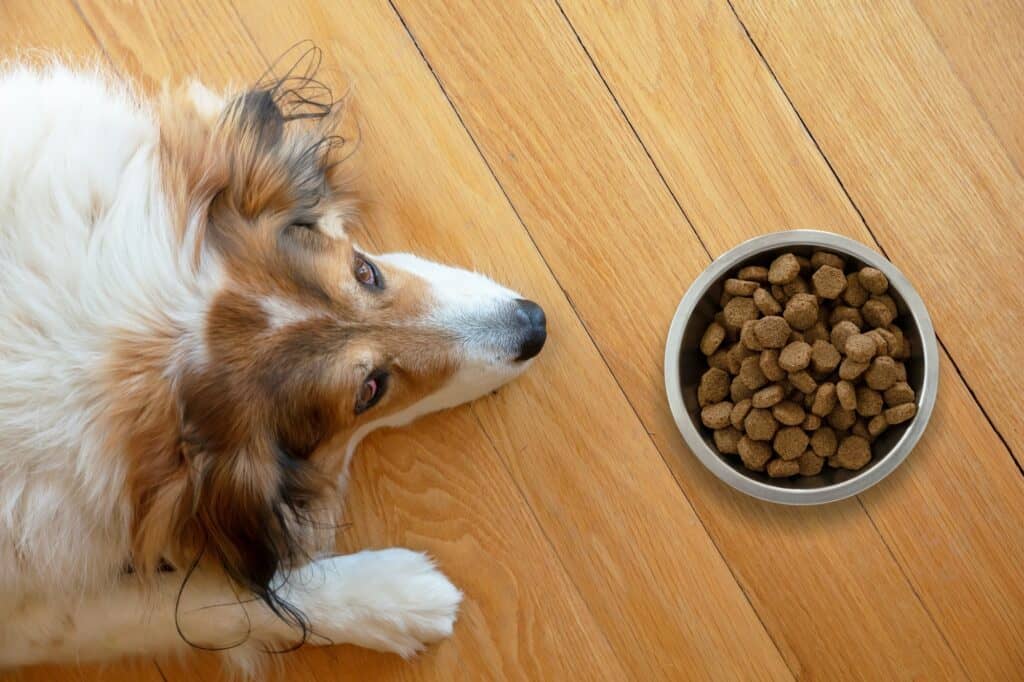domestic dog and a bowl with dry food on wooden floor background