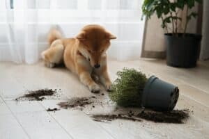 Dropped Potted Plant And Soil On The Floor And Sad Guilty Shiba Inu Dog. Pet Damage Concept