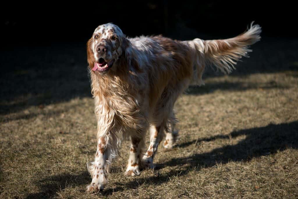 Engelse Setter