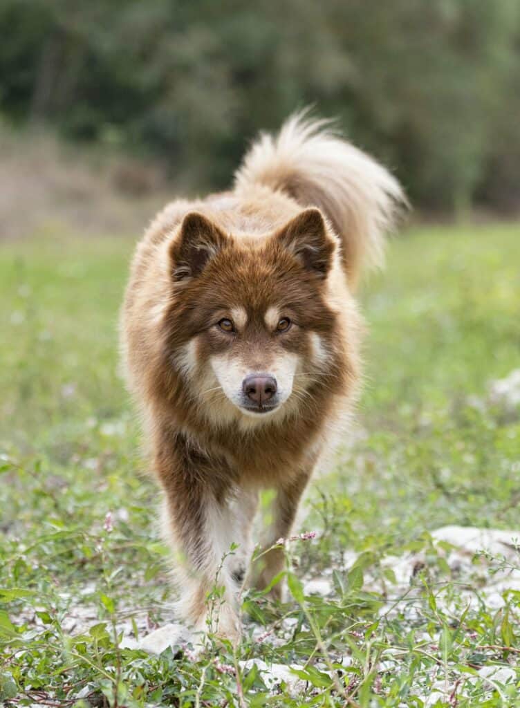 Finse-Spits-Hond
