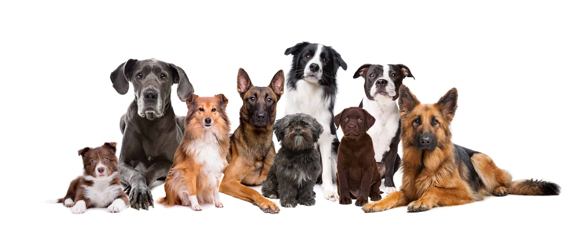 De 25 Slimste Hondenrassen: Bekijk Nu Hoe Slim  Jouw Hond Is 😊​