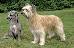 Pyrenean-Shepherd