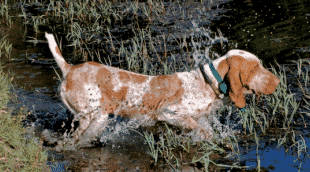 Bracco Italiano 1 image 23
