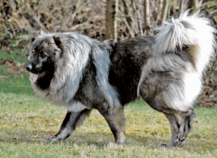 Kaukasische-Owcharka