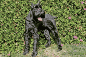 Schnauzer: Lees alles over dit Ras! [Belangrijke info]
