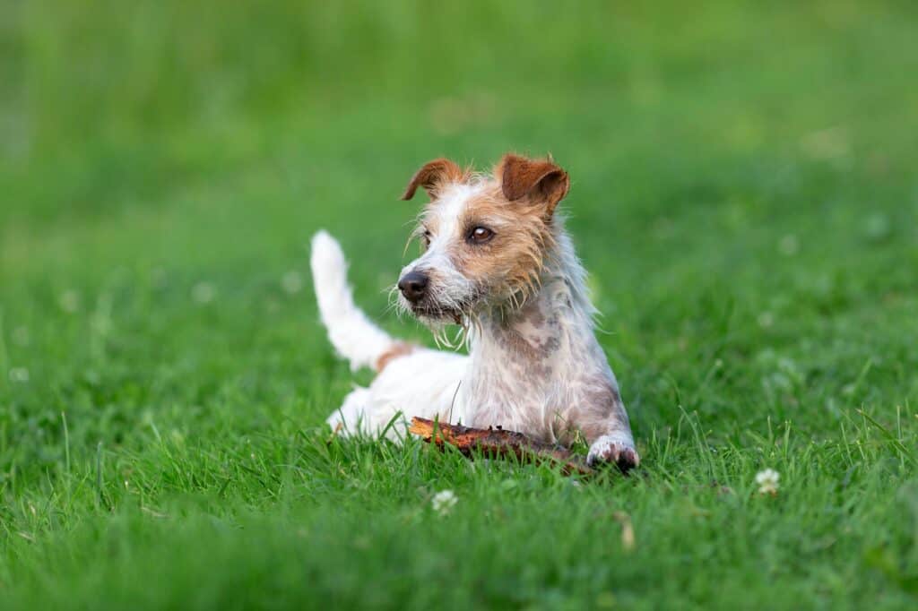  Jack-Russell-terriër