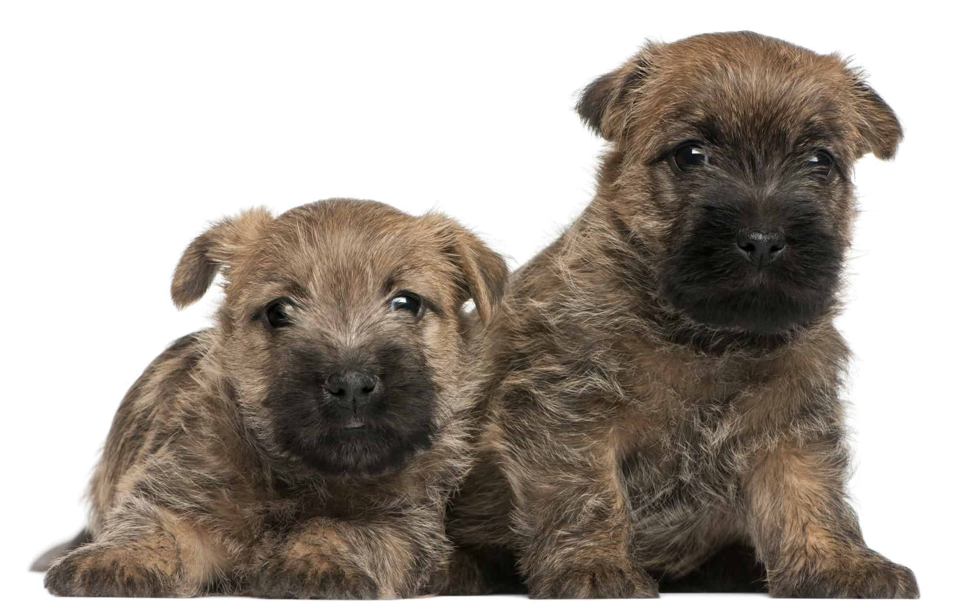 Cairn Terrier: Lees Alles Over Dit Ras! [Belangrijke Info]