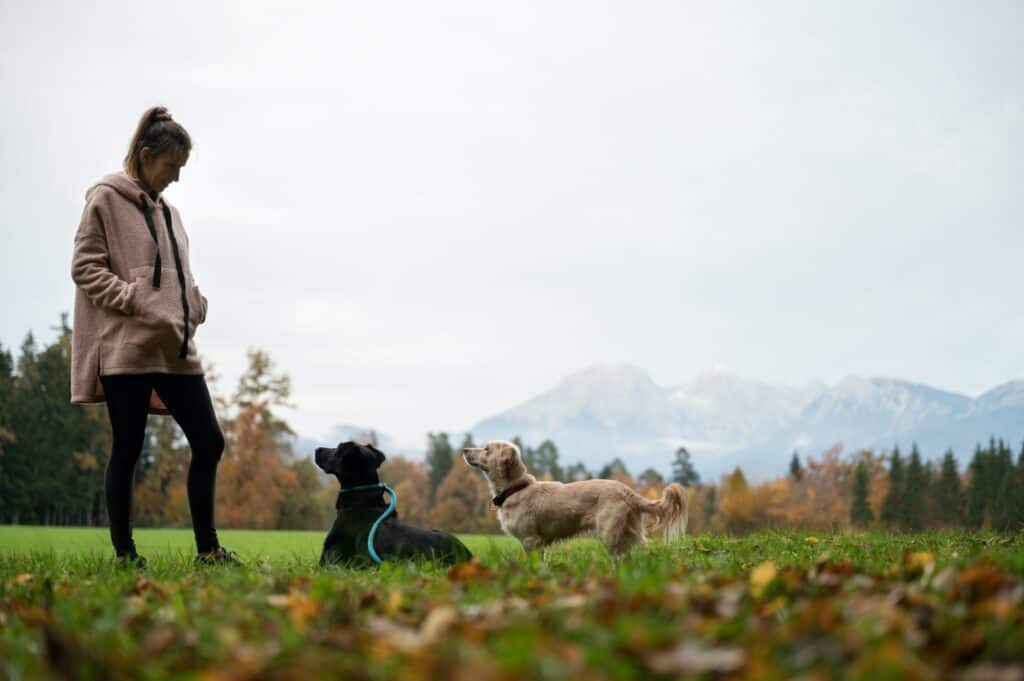Young woman standing in green meadow training her two dogs
