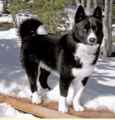 Karelische-berenhond 
