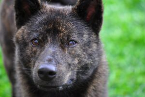 De Kai Hond: Lees Alles Over Dit Ras! [Belangrijke Info]