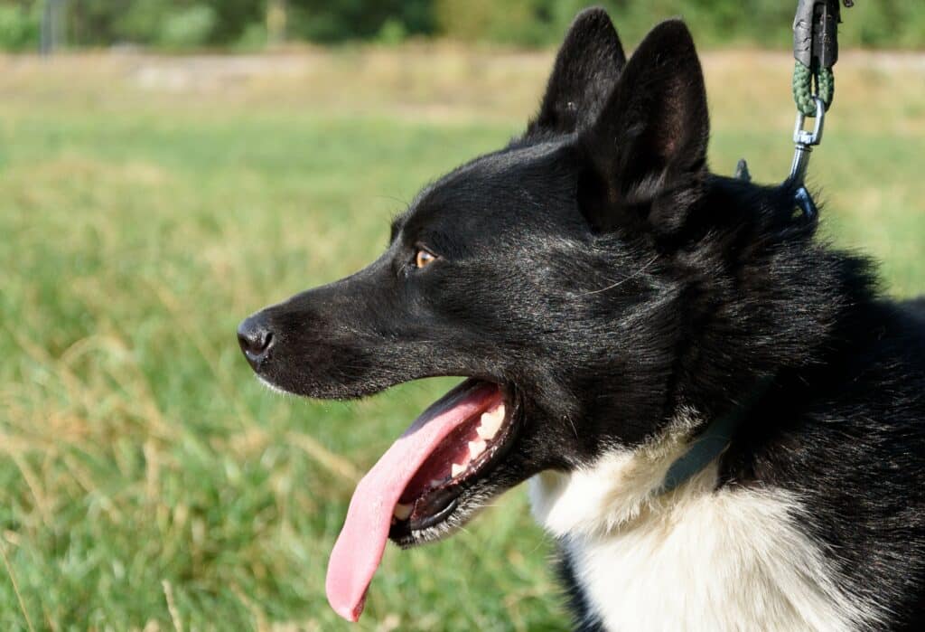 Karelische-berenhond 