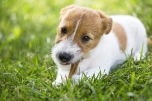 Puppy Snacks: Bekijk Nu De 9 Beste Voor Je Puppy Van 2022!