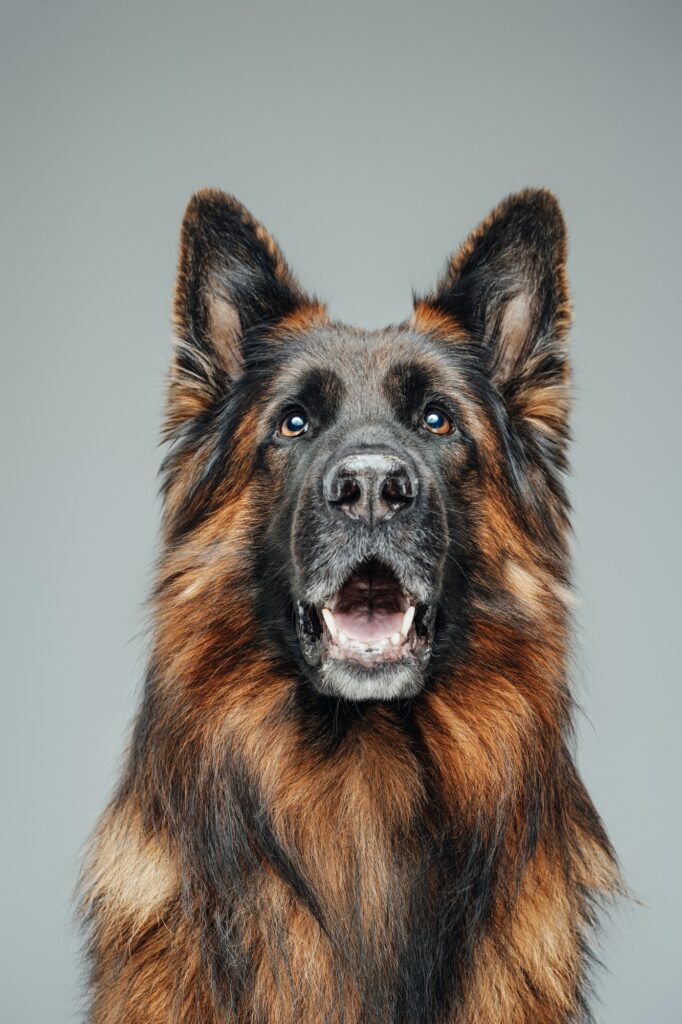 Belgian Sheepdog With Brown Fur Against White Background