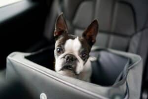 Honden autostoel: De 7 Aanraders van 2024! [Autostoelen korting]