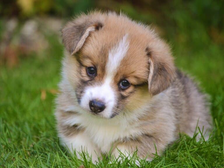 puppymelk