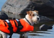Hondenzwemvest: Bekijk Nu De 7 Beste Hondenzwemvesten Van 2022! [Zwemvest Getest]