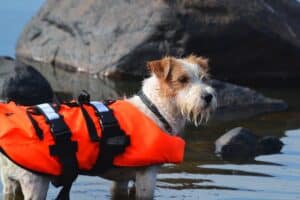 Hondenzwemvest: Bekijk Nu De 7 Beste Hondenzwemvesten Van 2022! [Zwemvest Getest]