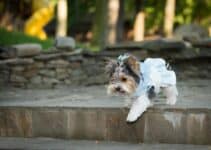 Honden Jurk: De 7 Beste & Mooiste Honden Jurken Van 2023!