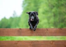 Hondenhek: Bekijk Nu De 7 Beste Hondenhekken Van 2022 😊