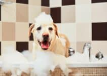 Puppy Shampoo: Bekijk Nu De 7 Beste Shampoo Voor Je Puppy Van 2022 😊