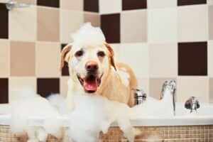 Puppy Shampoo: Bekijk Nu De 7 Beste Shampoo Voor Je Puppy Van 2022!