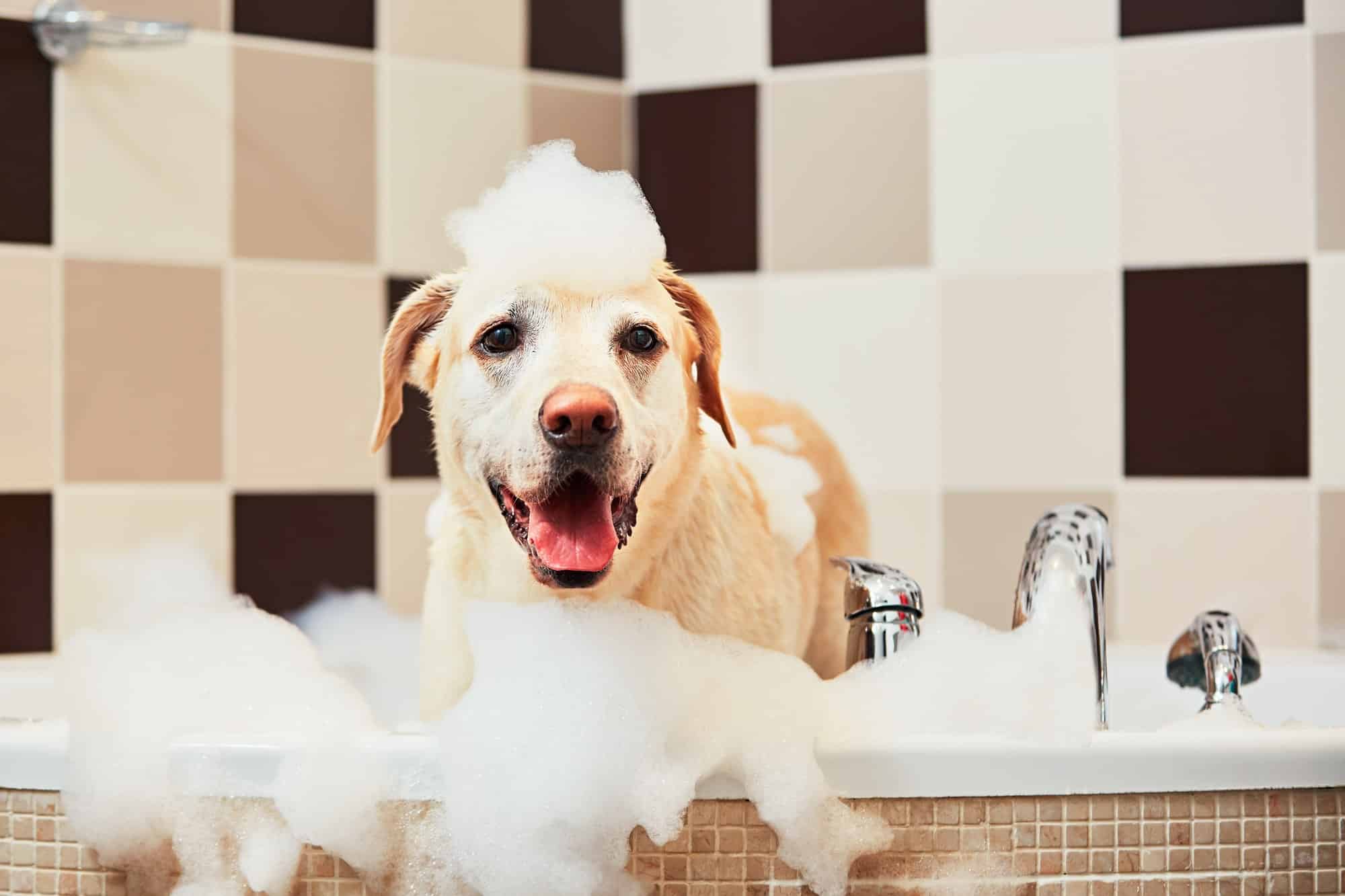 Shampoo-Voor-Puppy