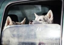 Hondendeken Auto: Kies Uit De 7 Beste Hondendekens Van 2023[Getest En Geschikt Voor In De Auto!]