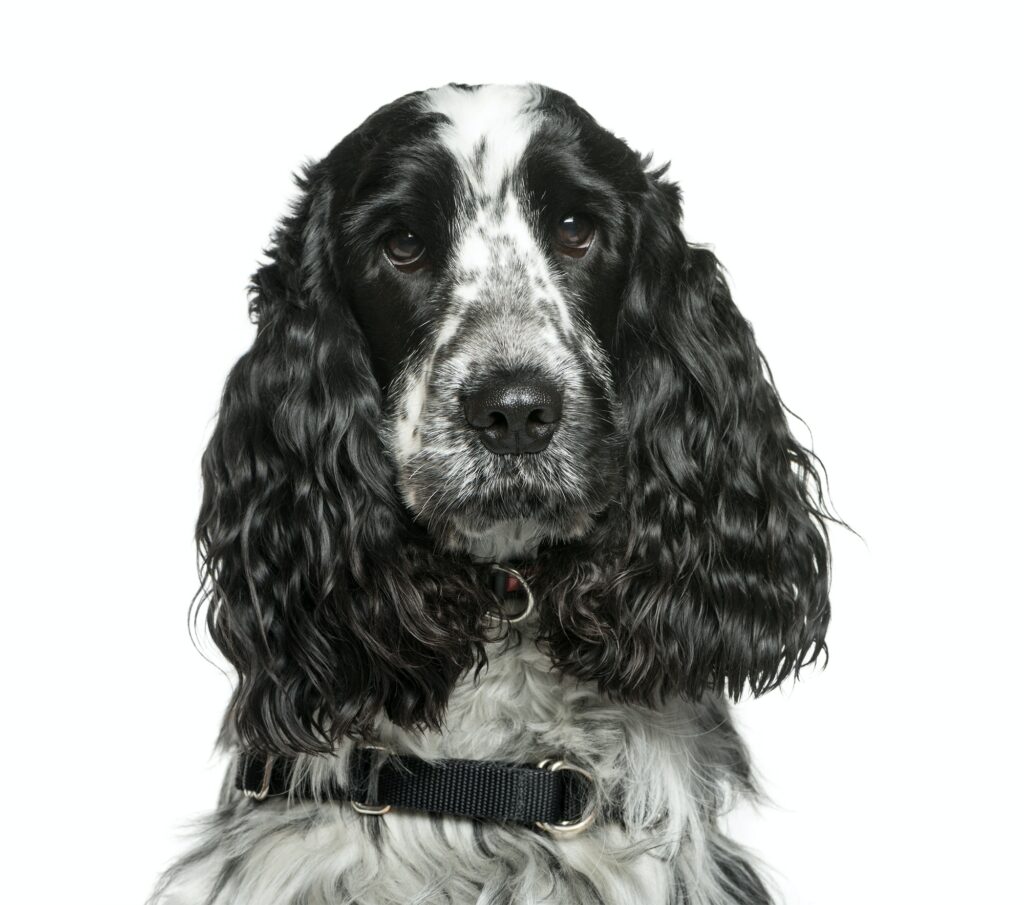 English Cocker Spaniel In Front Of White Background