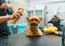 Hondenparfum: Bekijk Nu De 7 Beste Hondenparfums Van 2022 😊
