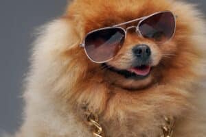 Slipketting hond: de 7 beste van 2024! [Met Ketting Korting]