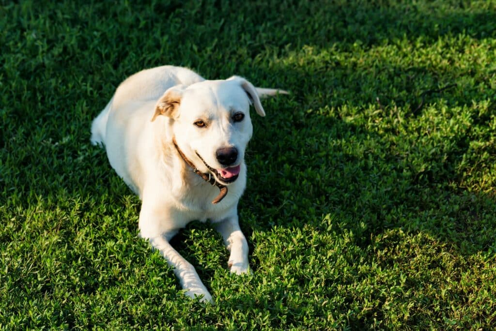 Labrador Retriever Lies On Grass
