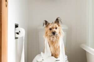 Hondentoilet [Top Toilet korting] De 7 beste in 2024