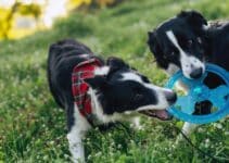 Hondenspeelgoed: Kies Nu De 7 Beste Hondenspeeltjes Van 2022[Speelgoed Plezier Met Je Hond Gegarandeerd!]