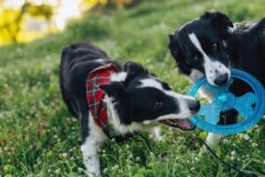 Hondenspeelgoed: Kies Nu De 7 Beste Hondenspeeltjes Van 2023[Speelgoed Plezier Met Je Hond Gegarandeerd!]