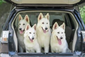 Top 7 Beste Hondenautogordels Van 2023 [Honden Autogordel Korting]