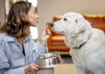 Dieetvoer Hond: Bekijk Nu De 7 Beste Dieetvoeding Voor Je Hond Van 2022! [Korting Voor Je Hond!]