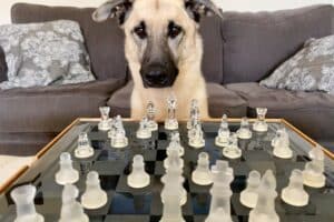 Denkspelletjes Hond: [Intelligentie Korting!] 9X Beste Van 2022 Denkspelletjes Voor Alle Honden Geschikt!
