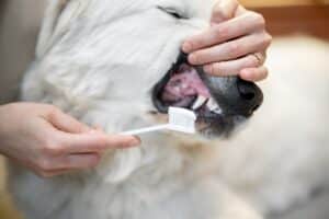 Hondentandenborstel: Bekijk Hier De 7 Beste Tandenborstels Voor Jouw Hond 😊