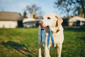 Hondenriem [Met Honden Riem Korting] De 17 Beste Hondenriemen Van 2023!