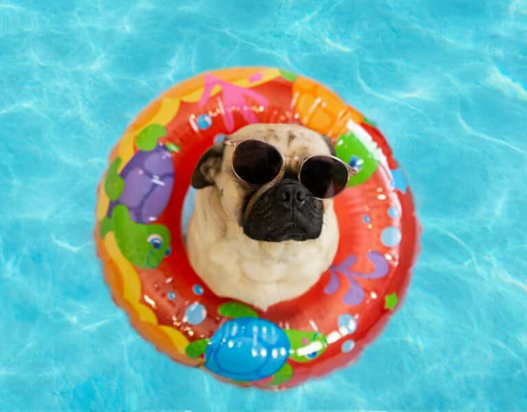 Beste Hondenzwembad