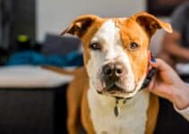 Hondenhalsband: Bekijk Nu De 9 Beste Hondenhalsbanden Van 2022 😊